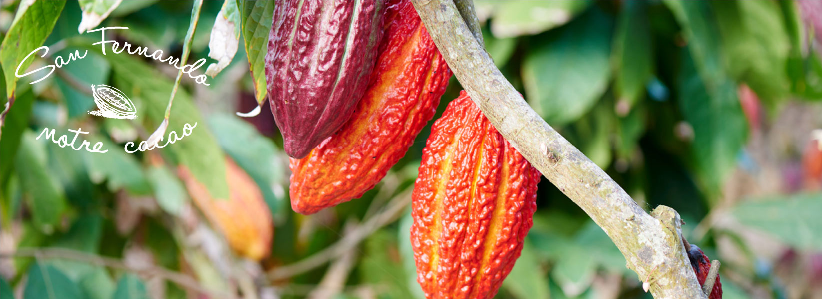 plantation san fernando cacao